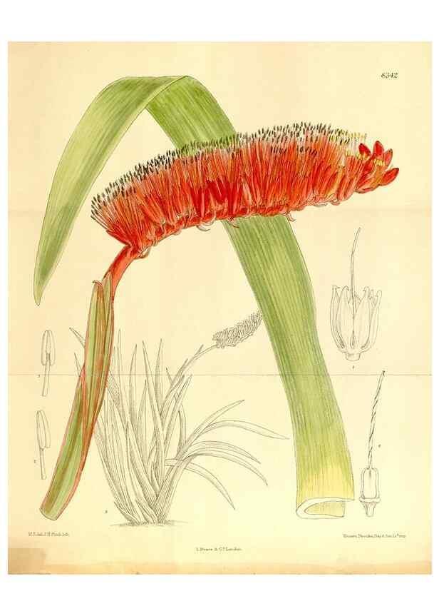 Reproducción/Reproduction 36014564086: Curtis's botanical magazine.. London ; New York [etc.] :Academic Press [etc.]