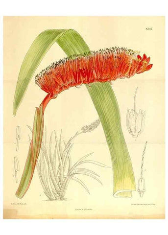 Reproducción/Reproduction 36014564086: Curtis's botanical magazine.. London ; New York [etc.] :Academic Press [etc.]