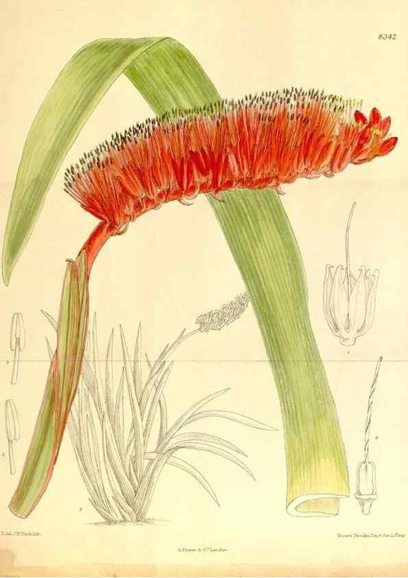 Reproducción/Reproduction 36014564086: Curtis's botanical magazine.. London ; New York [etc.] :Academic Press [etc.]