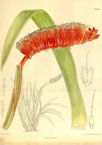 Reproducción/Reproduction 36014564086: Curtis's botanical magazine.. London ; New York [etc.] :Academic Press [etc.]