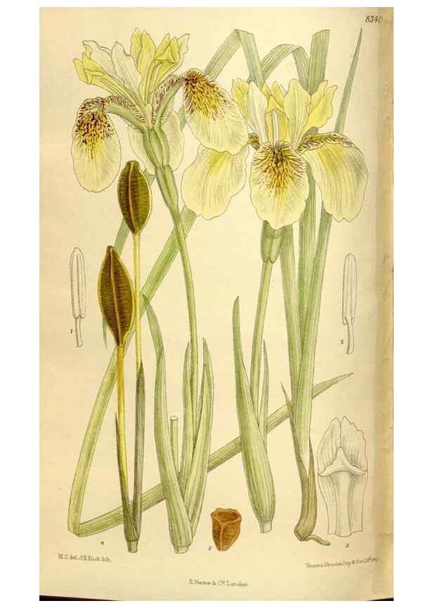 Reproducción/Reproduction 36014562246: Curtis's botanical magazine.. London ; New York [etc.] :Academic Press [etc.]