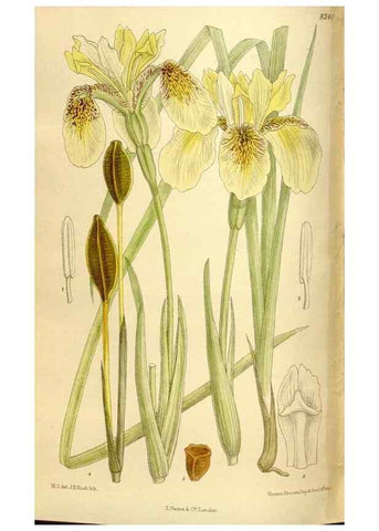 Reproducción/Reproduction 36014562246: Curtis's botanical magazine.. London ; New York [etc.] :Academic Press [etc.]