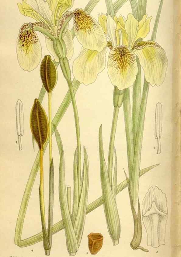 Reproducción/Reproduction 36014562246: Curtis's botanical magazine.. London ; New York [etc.] :Academic Press [etc.]
