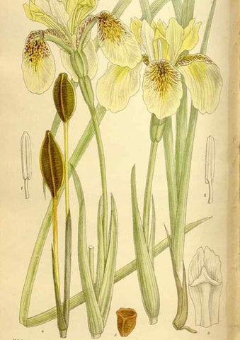 Reproducción/Reproduction 36014562246: Curtis's botanical magazine.. London ; New York [etc.] :Academic Press [etc.]