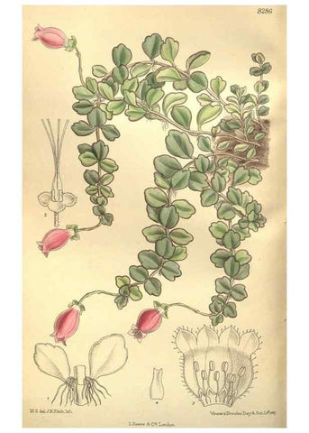 Reproducción/Reproduction 35884259362: Curtis's botanical magazine.. London ; New York [etc.] :Academic Press [etc.]