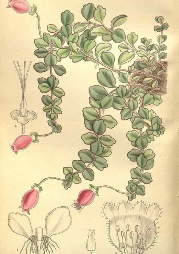 Reproducción/Reproduction 35884259362: Curtis's botanical magazine.. London ; New York [etc.] :Academic Press [etc.]