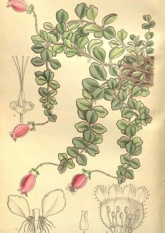 Reproducción/Reproduction 35884259362: Curtis's botanical magazine.. London ; New York [etc.] :Academic Press [etc.]