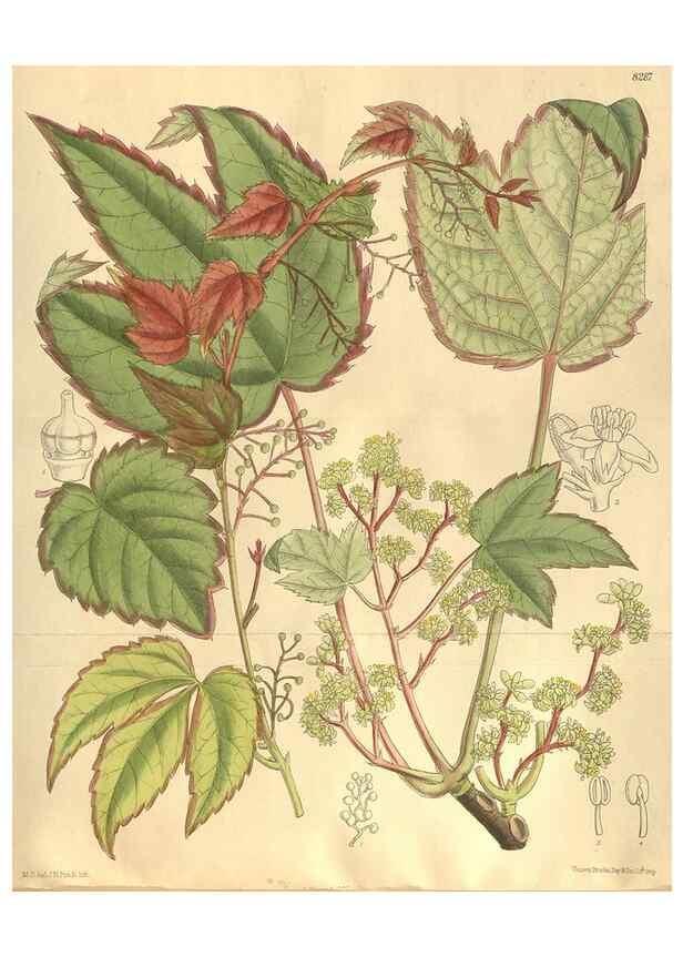 Reproducción/Reproduction 35884261092: Curtis's botanical magazine.. London ; New York [etc.] :Academic Press [etc.]