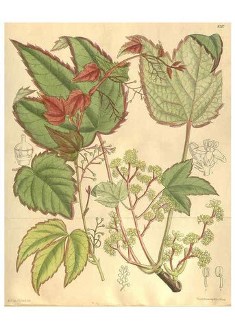 Reproducción/Reproduction 35884261092: Curtis's botanical magazine.. London ; New York [etc.] :Academic Press [etc.]
