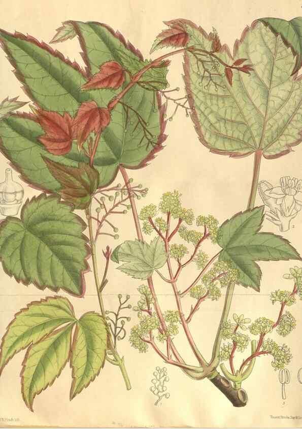 Reproducción/Reproduction 35884261092: Curtis's botanical magazine.. London ; New York [etc.] :Academic Press [etc.]