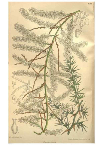 Reproducción/Reproduction 35246612423: Curtis's botanical magazine.. London ; New York [etc.] :Academic Press [etc.]