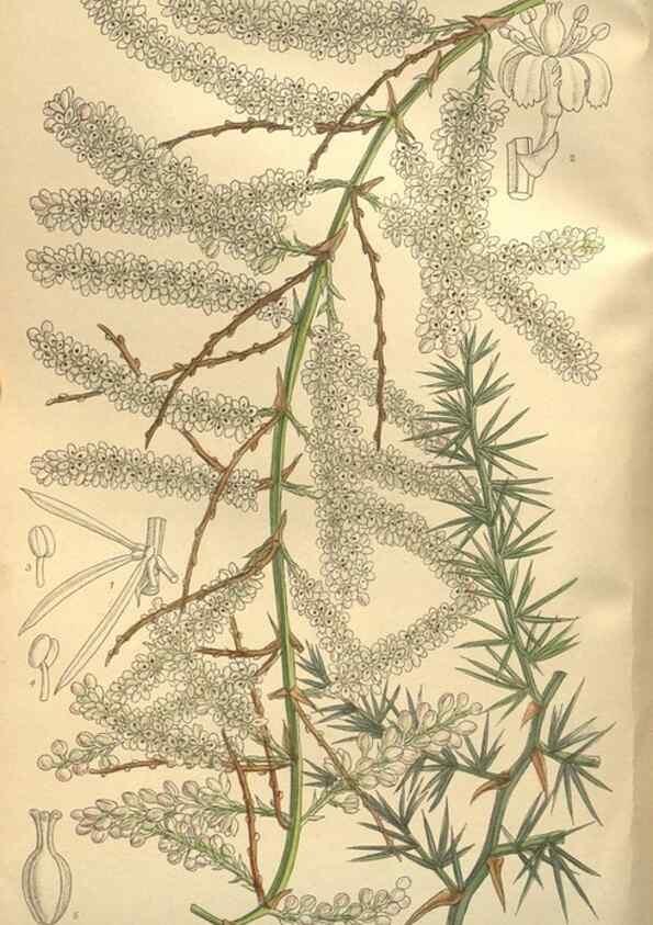 Reproducción/Reproduction 35246612423: Curtis's botanical magazine.. London ; New York [etc.] :Academic Press [etc.]