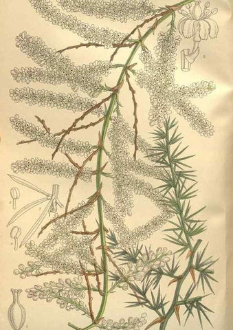 Reproducción/Reproduction 35246612423: Curtis's botanical magazine.. London ; New York [etc.] :Academic Press [etc.]