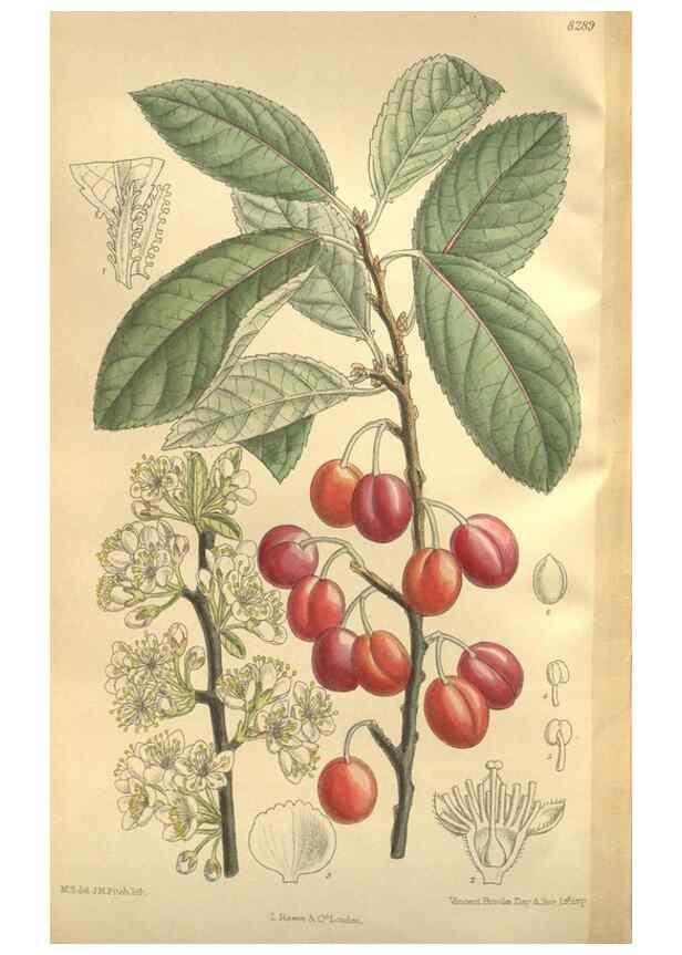 Reproducción/Reproduction 35246614393: Curtis's botanical magazine.. London ; New York [etc.] :Academic Press [etc.]