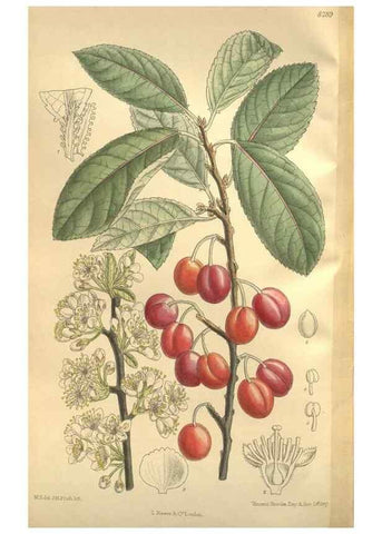 Reproducción/Reproduction 35246614393: Curtis's botanical magazine.. London ; New York [etc.] :Academic Press [etc.]