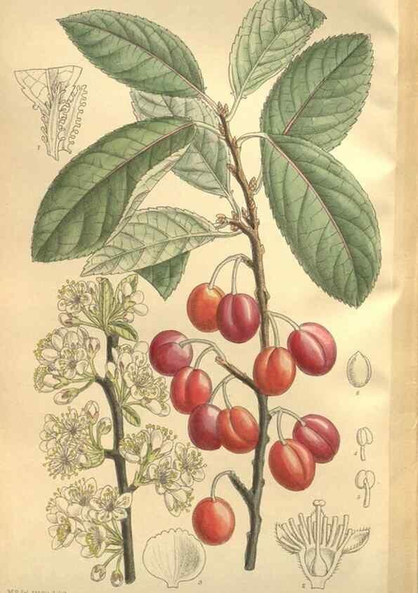 Reproducción/Reproduction 35246614393: Curtis's botanical magazine.. London ; New York [etc.] :Academic Press [etc.]