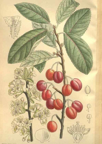 Reproducción/Reproduction 35246614393: Curtis's botanical magazine.. London ; New York [etc.] :Academic Press [etc.]