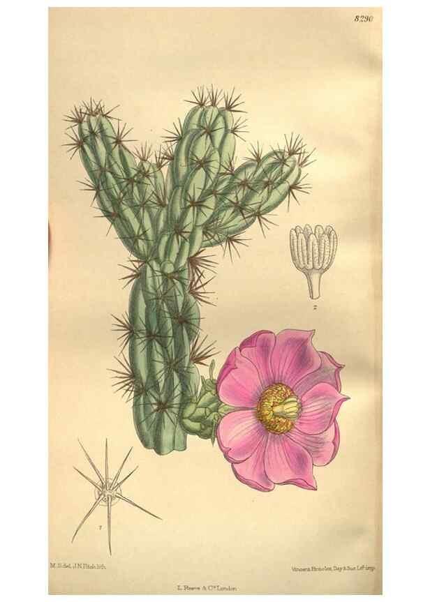 Reproducción/Reproduction 35246616793: Curtis's botanical magazine.. London ; New York [etc.] :Academic Press [etc.]