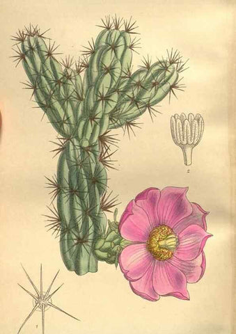 Reproducción/Reproduction 35246616793: Curtis's botanical magazine.. London ; New York [etc.] :Academic Press [etc.]