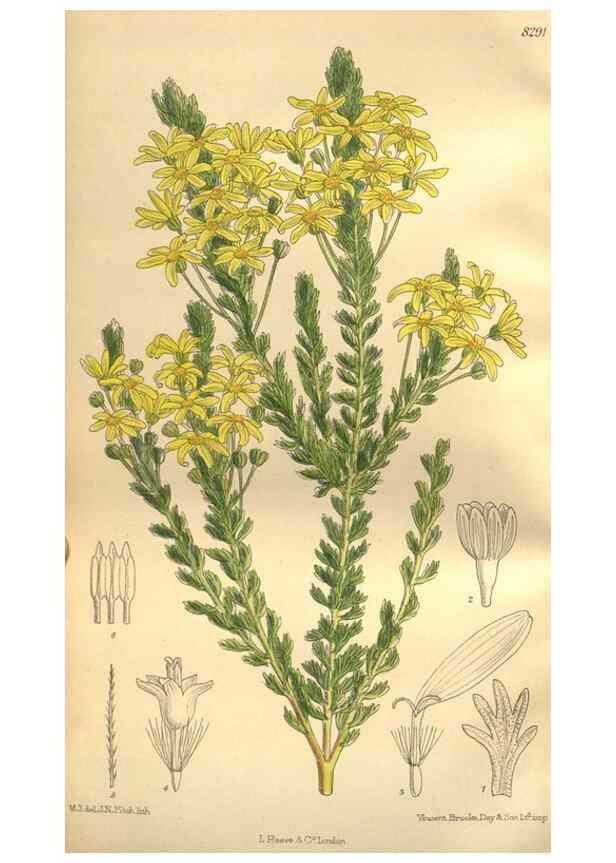 Reproducción/Reproduction 35246619693: Curtis's botanical magazine.. London ; New York [etc.] :Academic Press [etc.]