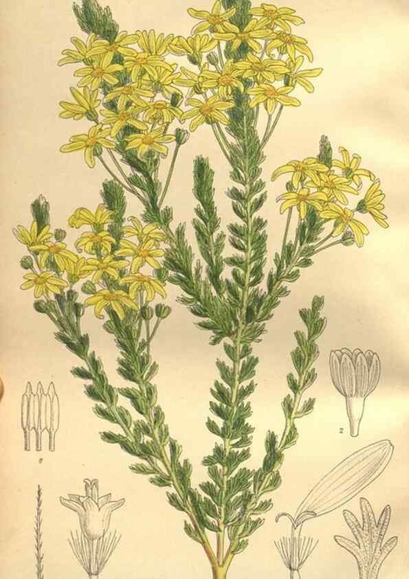 Reproducción/Reproduction 35246619693: Curtis's botanical magazine.. London ; New York [etc.] :Academic Press [etc.]