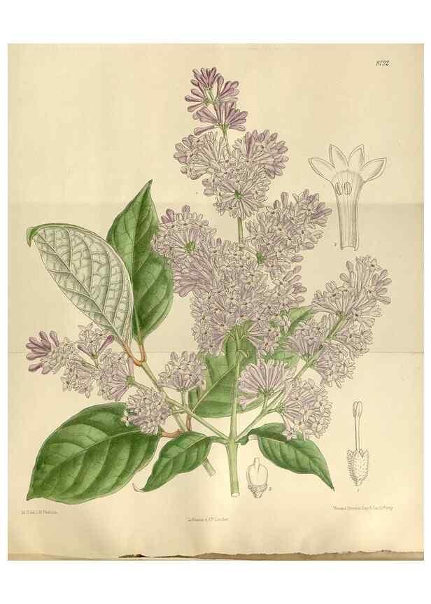 Reproducción/Reproduction 36055908345: Curtis's botanical magazine.. London ; New York [etc.] :Academic Press [etc.]