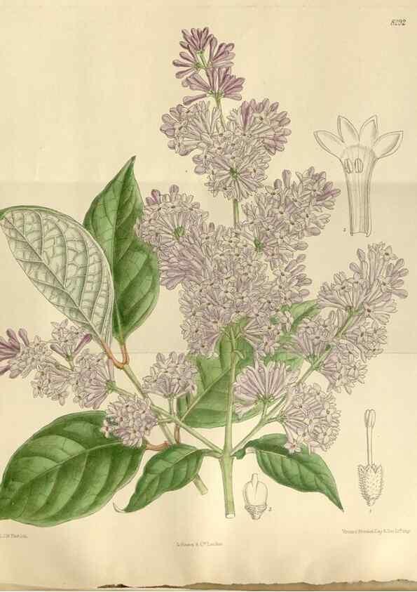 Reproducción/Reproduction 36055908345: Curtis's botanical magazine.. London ; New York [etc.] :Academic Press [etc.]