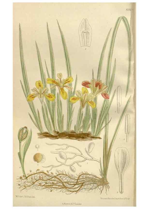 Reproducción/Reproduction 36055909815: Curtis's botanical magazine.. London ; New York [etc.] :Academic Press [etc.]