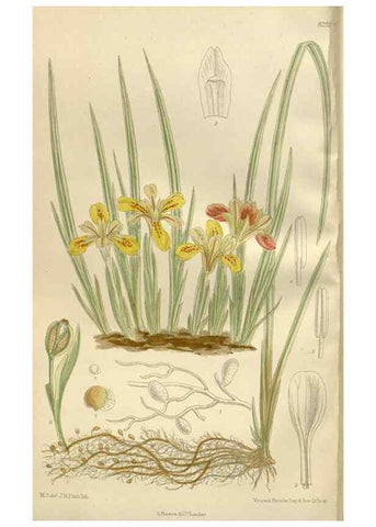 Reproducción/Reproduction 36055909815: Curtis's botanical magazine.. London ; New York [etc.] :Academic Press [etc.]