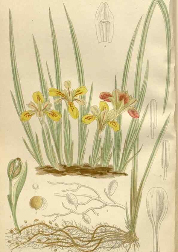 Reproducción/Reproduction 36055909815: Curtis's botanical magazine.. London ; New York [etc.] :Academic Press [etc.]