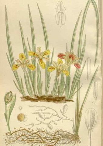 Reproducción/Reproduction 36055909815: Curtis's botanical magazine.. London ; New York [etc.] :Academic Press [etc.]