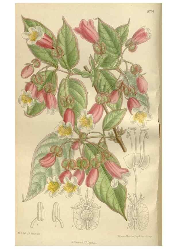 Reproducción/Reproduction 36055911805: Curtis's botanical magazine.. London ; New York [etc.] :Academic Press [etc.]