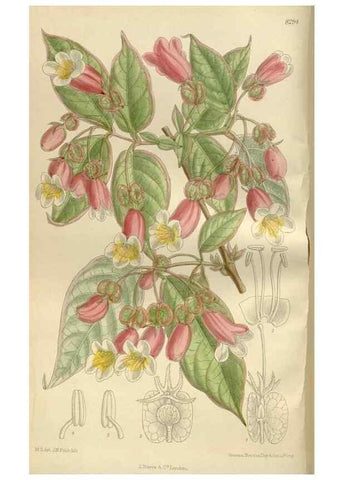 Reproducción/Reproduction 36055911805: Curtis's botanical magazine.. London ; New York [etc.] :Academic Press [etc.]