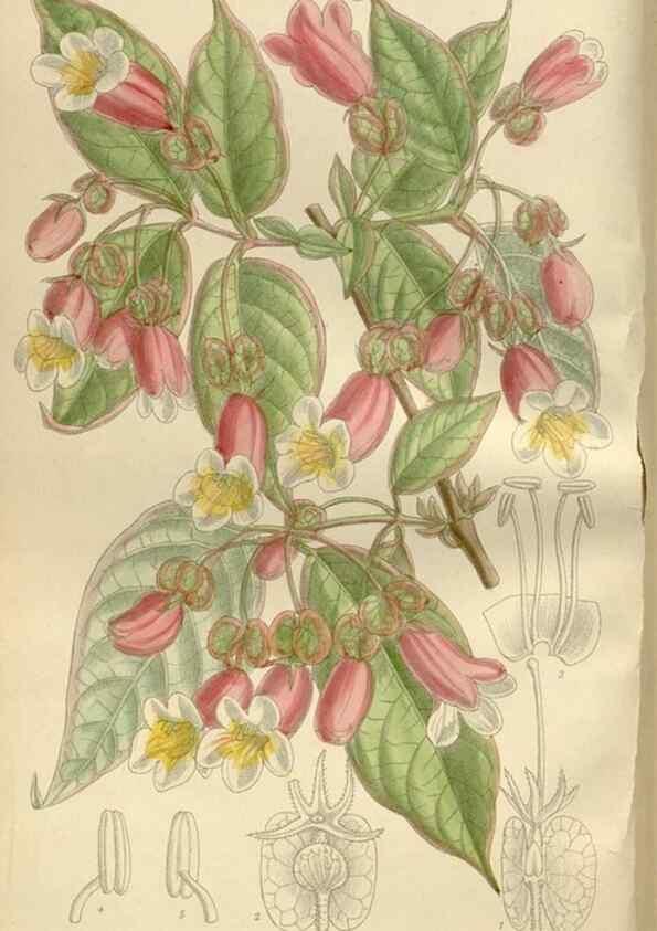Reproducción/Reproduction 36055911805: Curtis's botanical magazine.. London ; New York [etc.] :Academic Press [etc.]