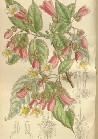 Reproducción/Reproduction 36055911805: Curtis's botanical magazine.. London ; New York [etc.] :Academic Press [etc.]