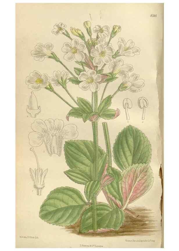 Reproducción/Reproduction 36055914255: Curtis's botanical magazine.. London ; New York [etc.] :Academic Press [etc.]