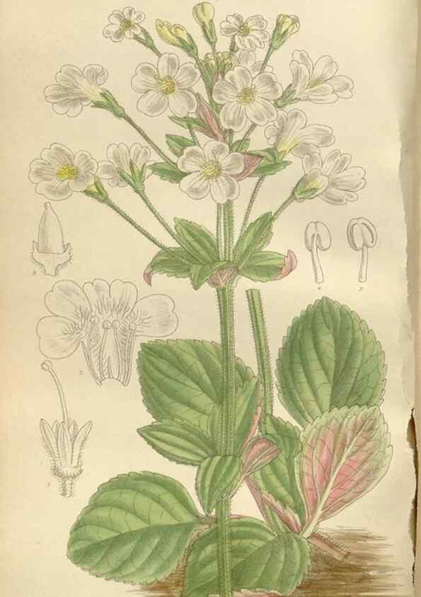 Reproducción/Reproduction 36055914255: Curtis's botanical magazine.. London ; New York [etc.] :Academic Press [etc.]