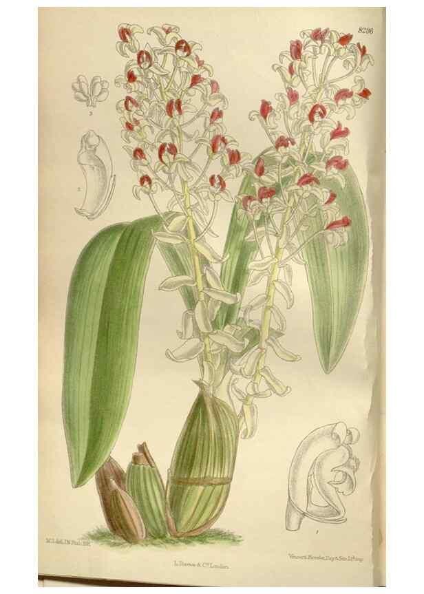 Reproducción/Reproduction 36055916025: Curtis's botanical magazine.. London ; New York [etc.] :Academic Press [etc.]