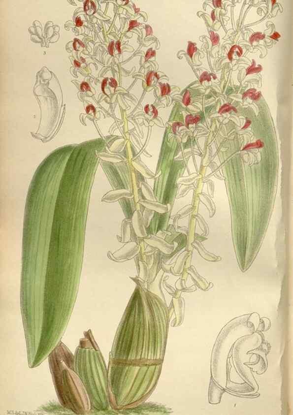 Reproducción/Reproduction 36055916025: Curtis's botanical magazine.. London ; New York [etc.] :Academic Press [etc.]
