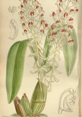 Reproducción/Reproduction 36055916025: Curtis's botanical magazine.. London ; New York [etc.] :Academic Press [etc.]