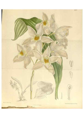 Reproducción/Reproduction 36014505806: Curtis's botanical magazine.. London ; New York [etc.] :Academic Press [etc.]