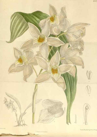 Reproducción/Reproduction 36014505806: Curtis's botanical magazine.. London ; New York [etc.] :Academic Press [etc.]