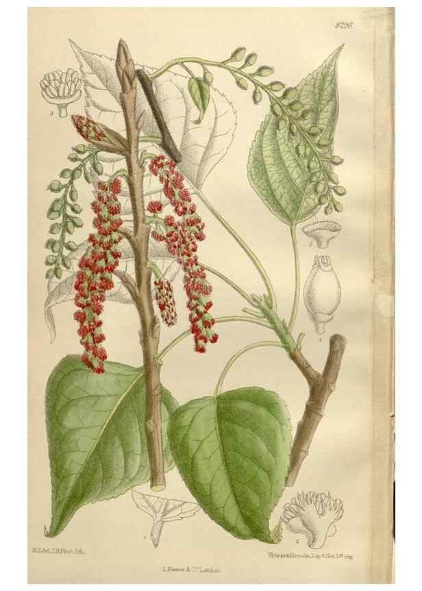 Reproducción/Reproduction 36014507156: Curtis's botanical magazine.. London ; New York [etc.] :Academic Press [etc.]