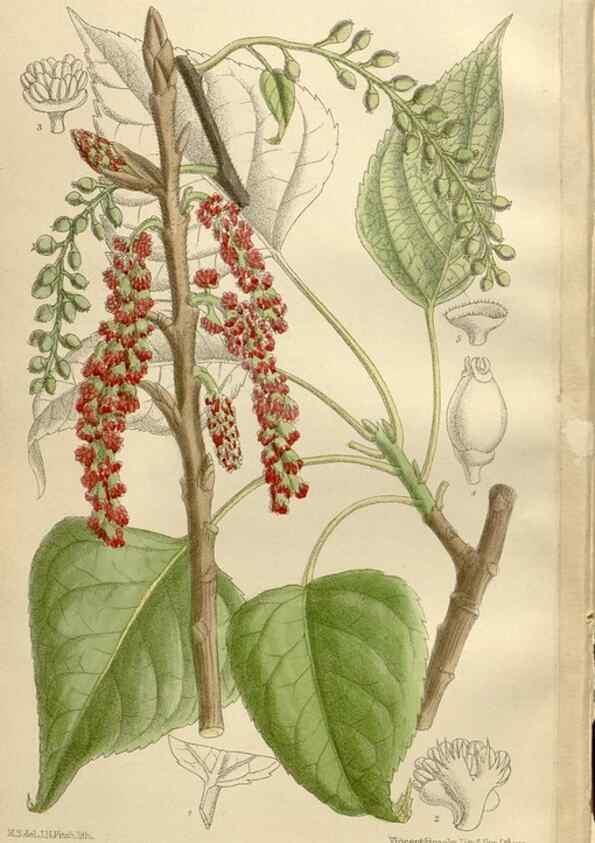 Reproducción/Reproduction 36014507156: Curtis's botanical magazine.. London ; New York [etc.] :Academic Press [etc.]