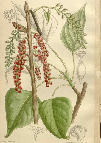 Reproducción/Reproduction 36014507156: Curtis's botanical magazine.. London ; New York [etc.] :Academic Press [etc.]