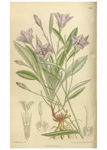 Reproducción/Reproduction 36055919915: Curtis's botanical magazine.. London ; New York [etc.] :Academic Press [etc.]