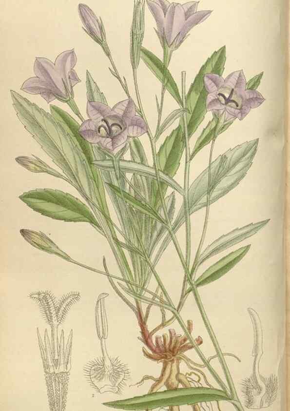 Reproducción/Reproduction 36055919915: Curtis's botanical magazine.. London ; New York [etc.] :Academic Press [etc.]