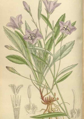 Reproducción/Reproduction 36055919915: Curtis's botanical magazine.. London ; New York [etc.] :Academic Press [etc.]