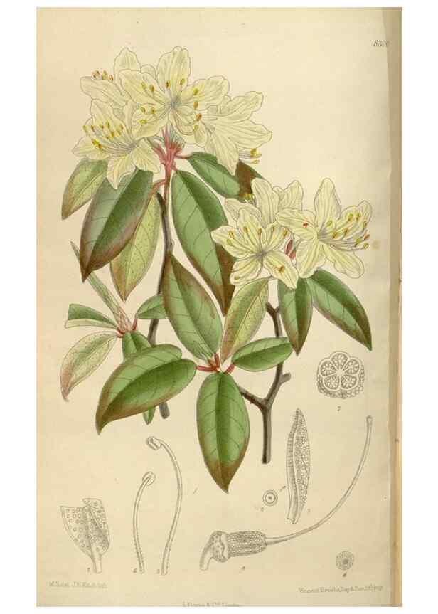 Reproducción/Reproduction 36055921575: Curtis's botanical magazine.. London ; New York [etc.] :Academic Press [etc.]