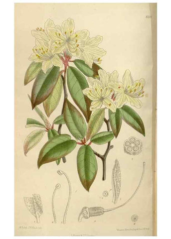 Reproducción/Reproduction 36055921575: Curtis's botanical magazine.. London ; New York [etc.] :Academic Press [etc.]